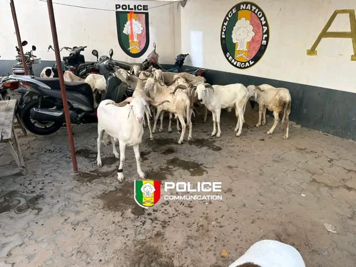 Parcelles Assainies : un individu arrêté pour vol de 15 moutons