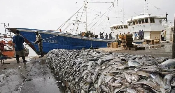 Pêche : plus de 100 licences délivrées en 2026
