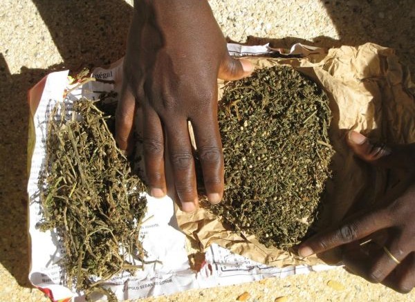 LE COMMISSARIAT URBAIN DE JAXAAY OPERE UNE IMPORTANTE SAISIE DE DEUX CENT KILMOGRAMMES DE CHANVRE INDIEN LE COMMISSARIAT URBAIN DE JAXAAY OPERE UNE IMPORTANTE SAISIE DE DEUX CENT KILMOGRAMMES DE CHANVRE INDIEN