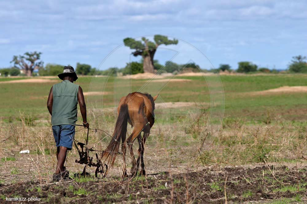 Campagne agricole : le spectre du retard des intrants refait surface