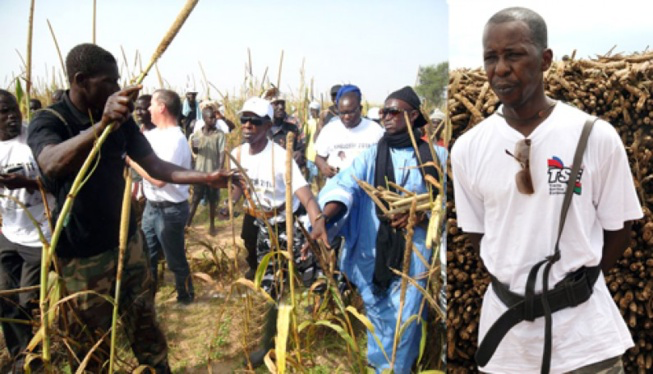L'ambition agropastorale du Sénégal à l'aune de la Vision 2050 : Le savoir-faire de Cheikh Amar au service de l'indépendance mécanique nationale