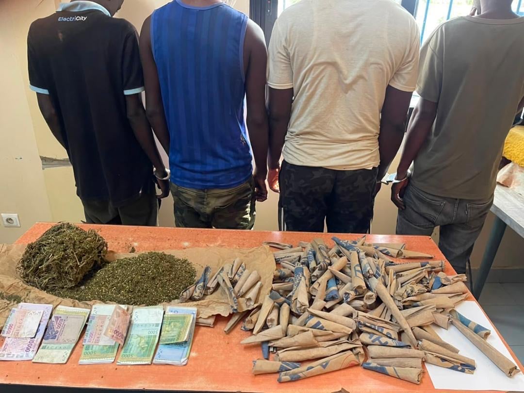 Saly : un réseau présumé de trafic de chanvre indien démantelé, quatre suspects déférés pour trafic et tentative de corruption