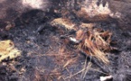 Des cantines du marché Ocass ravagées par un incendie