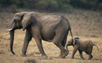 Donald Trump "légalise le fait de tuer des éléphants menacés"