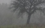 Des pluies et orages sont attendus dans la nuit de vendredi à samedi sur les localités est (Tambacounda, Bakel, Kidira) et sud (Ziguinchor, Kolda, Kédougou et Cap Skirring), annonce l’Agence nationale de l’aviation civile et de la météorologie (ANACI