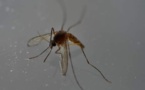 Naissance du premier bébé en Europe atteint de microcéphalie due au virus Zika