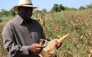 Autosuffisance alimentaire: Macky Sall heureux des "progrès significatifs"