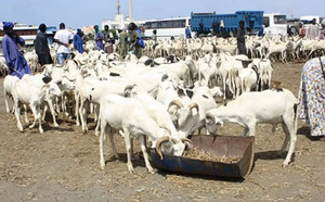 Préparatifs de la Tabaski à Dakar: L’effervescence dans les marchés cache des ventes encore timides