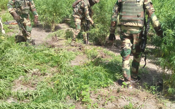 OPÉRATIONS DE DESTRUCTION DE CHAMPS DE CHANVRE INDIEN : UN MILITAIRE TUÉ ET SIX BLESSÉS À KADIALOCK (NORD SINDIAN)