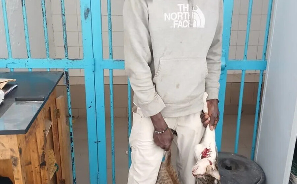 Un ressortissant étranger déféré au Parquet pour vente de viande de chat et séjour irrégulier