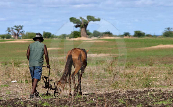 Campagne agricole : le spectre du retard des intrants refait surface