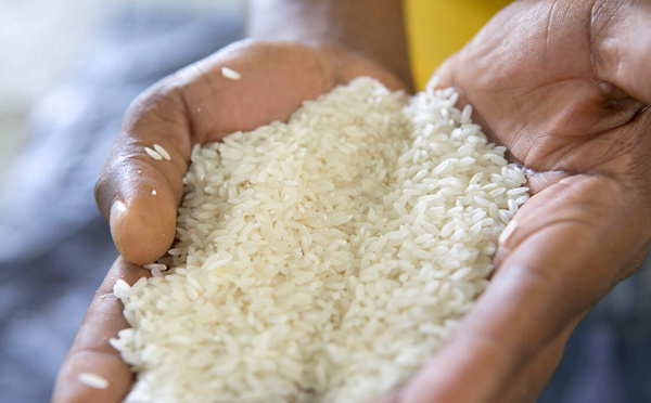Alerte sanitaire : détection de taux alarmants d'aflatoxines  dans le riz local 