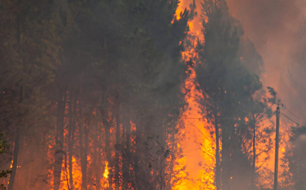 Incendies en France:  avec près de 98 000 hectares calcinés, le pays fait face à un sinistre sans précédent