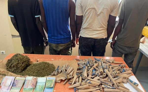 Saly : un réseau présumé de trafic de chanvre indien démantelé, quatre suspects déférés pour trafic et tentative de corruption