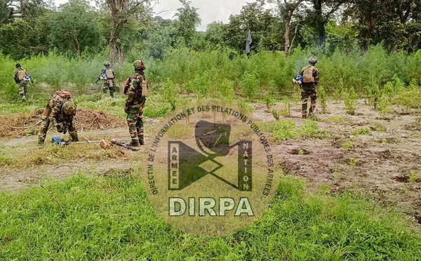 Nord Sindian : sept champs de chanvre indien détruits, deux individus interpellés