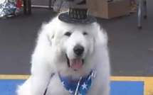 Ce chien rempile pour un troisième mandat de maire