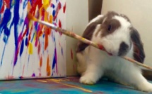 L’instant meugnon : Bini le lapin, artiste peintre à ses heures, craquant à plein temps