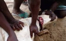 Tabaski : Sens profond du sacrifice d’Ibrahim (AS)