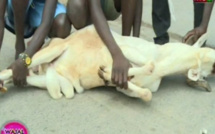 Voici les erreurs à ne pas commettre avant d'égorger le mouton Voici les erreurs à ne pas commettre avant d'égorger le mouton