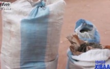 52 Kilos de chanvre indien saisis par les éléments de la Brigade de Sédhiou 52 Kilos de chanvre indien saisis par les éléments de la Brigade de Sédhiou