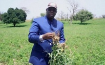 Kaolack/Kaffrine : Macky Sall dans les champs auprès des producteurs