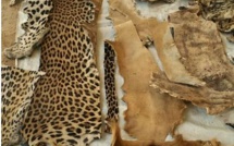 Criminalité faunique : Un trafiquant majeur arrêté à Kaolack avec une grande quantité de contrebande de peaux de lions et autres espèces rares
