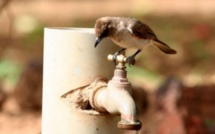 Coupure d'eau: la galère aux Parcelles assainies, Patte d’Oie, Grand-Médina, Cité Soprim