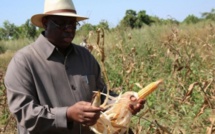 Autosuffisance alimentaire: Macky Sall heureux des "progrès significatifs"