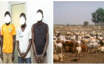 Louga : une bande de voleurs de bétail arrêtée par la gendarmerie