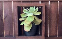 Trouverez-vous ce python de quasiment deux mètres caché sur cette photo? Trouverez-vous ce python de quasiment deux mètres caché sur cette photo?