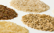 Les producteurs de semences de riz se dotent d’un mécanisme de financement