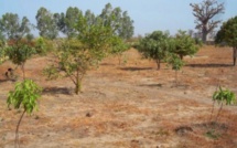 Pour 10 000 hectares attribués au Maroc : le Fouta crie au scandale et menace…
