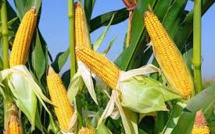 Les producteurs de maïs sollicitent un appui en intrants et en matériel agricoles