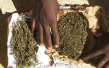 ​ZIGUINCHOR:  Un vieux de 78 ans tombe avec 2 Kg de yamba