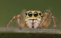 Du venin d’araignée peut protéger le cerveau après un AVC