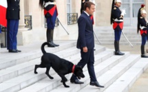 SCANDALE: Macron se fait accompagner par un chien, pour accueillir les dirigeants Africains à l'Elysée