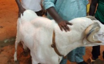 Le mouton du Président Macky Sall