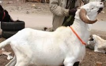 A 70 ans, il vole un mouton pour sa femme