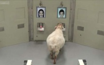Les moutons capables de reconnaître Obama et Emma Watson sur photo