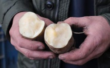La poire de terre, le Yacon, arrive en Belgique