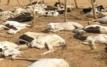 Ranch de Dolly : Malgré les 6354 carcasses d'animaux recensées, le bétail continue de mourir