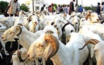 Tabaski : Les besoins du marché estimés à 750 mille moutons (PM)