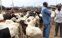 Moutons Tabaski 2018: Des prix hors de portée angoissent les Sénégalais