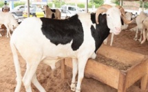 80 moutons de la mutuelle de la gendarmerie volés