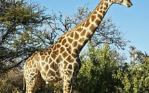 Une maman et son fils entre la vie et la mort après avoir été attaquée par une girafe