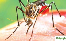 Dengue à Fatick : Le ministère de la Santé rassure