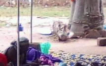 Kolda: Des malades hospitalisés sous un manguier à Saré Guiro Bocar.