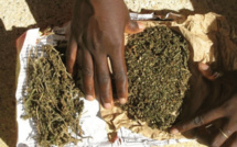 KOLDA : Treize kilogrammes de chanvre indien saisis au marché hebdomadaire de Témento.