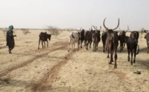 Au Sahel, les pasteurs s’aident de satellites pour rechercher de l’eau