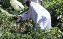 Trafic de bois : Yaya Jammeh "récolte" plus de 162 milliards de fcfa en Casamance
